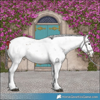 Horse Color:Bay Sabino