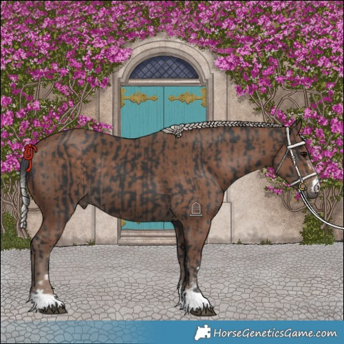 Horse Color:Black and Silver Black