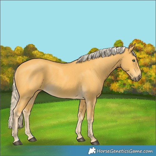 Horse Color:Palomino 