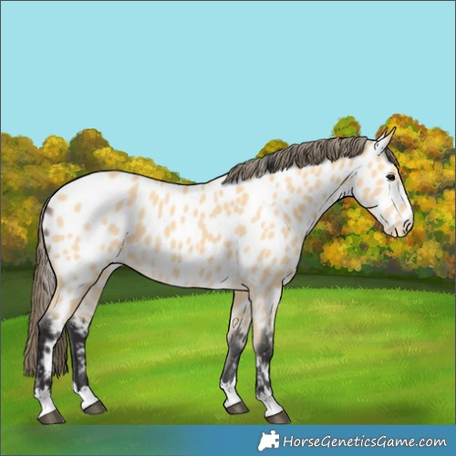Horse Color:Buckskin Near Leopard