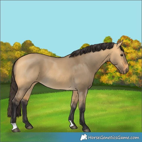 Horse Color:Buckskin Dun 