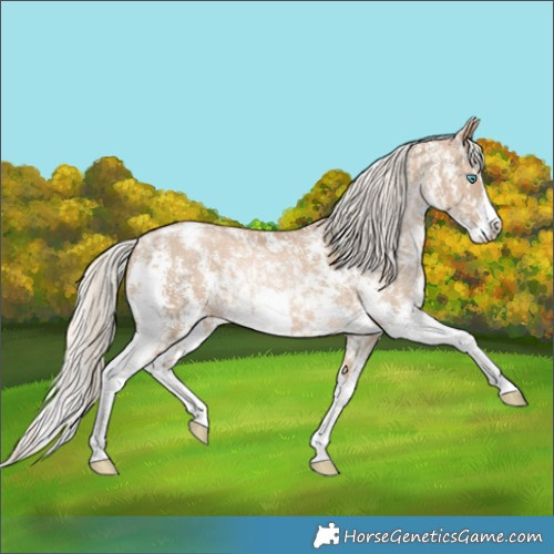 Horse Color:Chocolate Palomino Pearl Sabino Snowcap Rabicano  and Chocolate Palomino Pearl Sabino Splash Snowcap Rabicano 