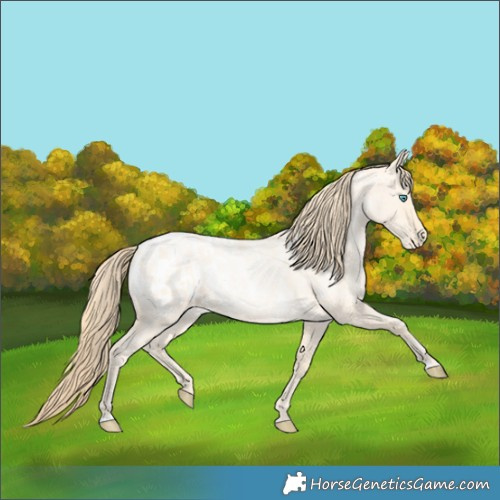 Horse Color:Buckskin Roan Pearl  and Buckskin Roan Pearl Blanket 