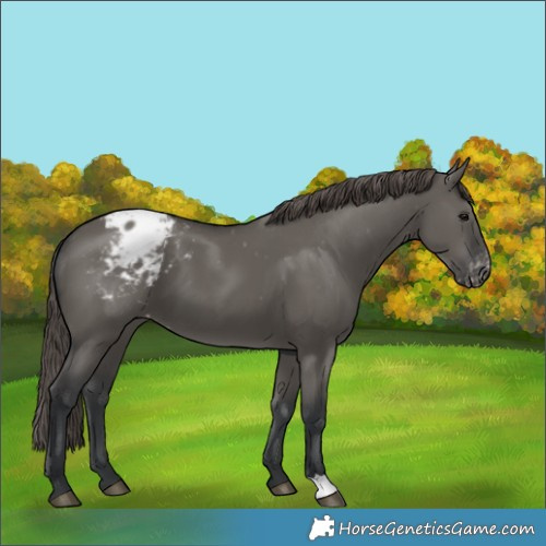Horse Color:Grullo Appaloosa