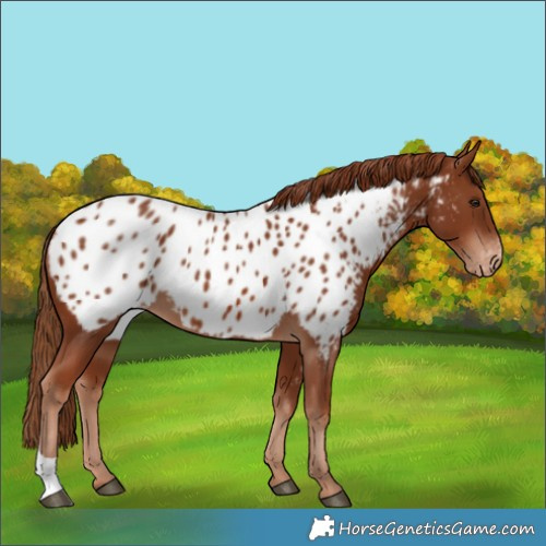 Horse Color:Chestnut Near Leopard 