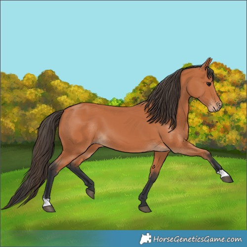 Horse Color:Bay 