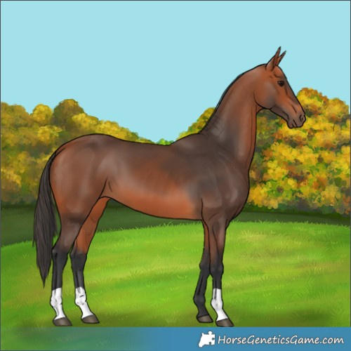 Horse Color:Bay 