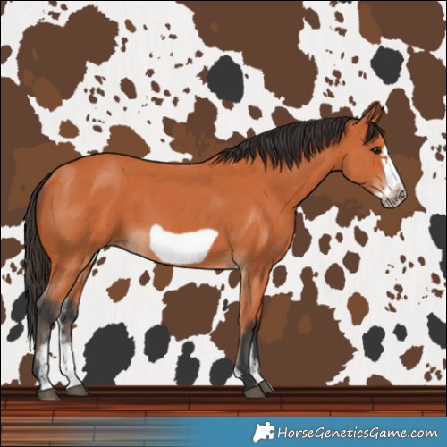 Horse Color:Bay Sabino Frame