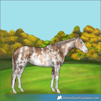Horse Color:Chocolate Palomino Pearl Sabino Appaloosa Rabicano  and Gray Chocolate Palomino Pearl Sabino Appaloosa Rabicano 