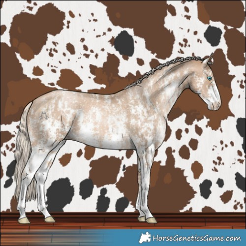 Horse Color:Chocolate Palomino Pearl Sabino Varnish Rabicano and Chocolate Palomino Pearl Sabino Varnish Rabicano