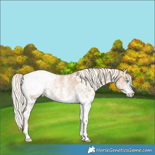 Horse Color:Chocolate Palomino Pearl Sabino Snowcap Rabicano  and Palomino Pearl Sabino Snowcap Rabicano 