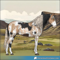 Horse Color:Brown Tobiano Rabicano and Chocolate Palomino Pearl Sabino Appaloosa Rabicano
