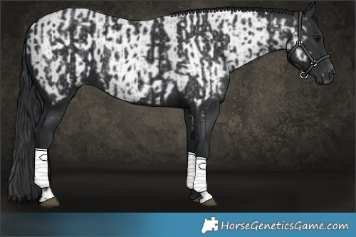 Horse Color:Black  and Black Near Leopard 