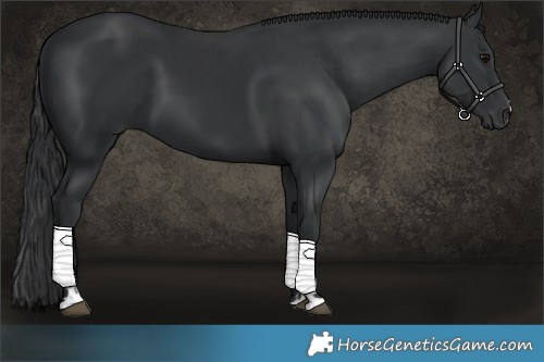 Horse Color:Black  and Black 