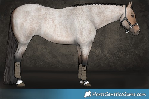 Horse Color:Brown Roan Dun 