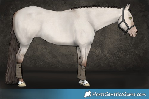 Horse Color:Amber Champagne Roan Dun 