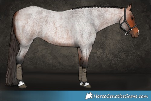 Horse Color:Bay Roan 