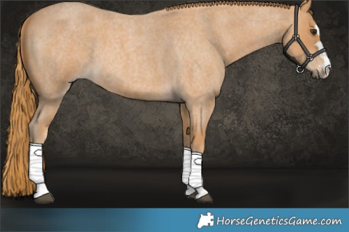Horse Color:Red Roan