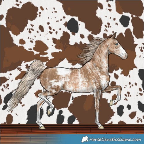 Horse Color:Chocolate Palomino Pearl Sabino Snowcap Rabicano  and Gray Chocolate Palomino Pearl Sabino Snowcap Rabicano 