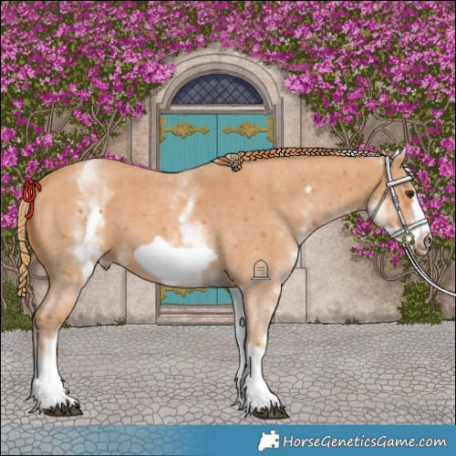 Horse Color:White Spotted Chestnut Sabino Frame 