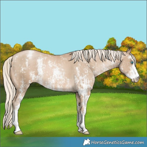 Horse Color:Chocolate Palomino Pearl Sabino Varnish Rabicano  and Chocolate Palomino Pearl Sabino Varnish Rabicano 