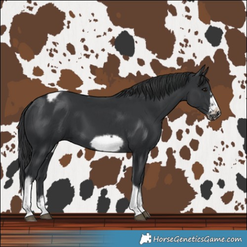Horse Color:Black Sabino Tobiano Frame 