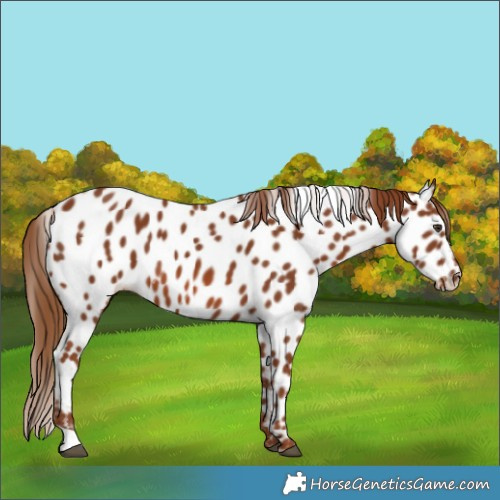 Horse Color:Chestnut Near Leopard 