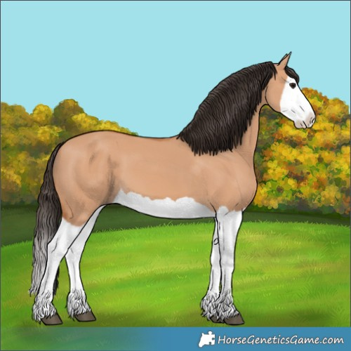 Horse Color:Bay Dun Splash