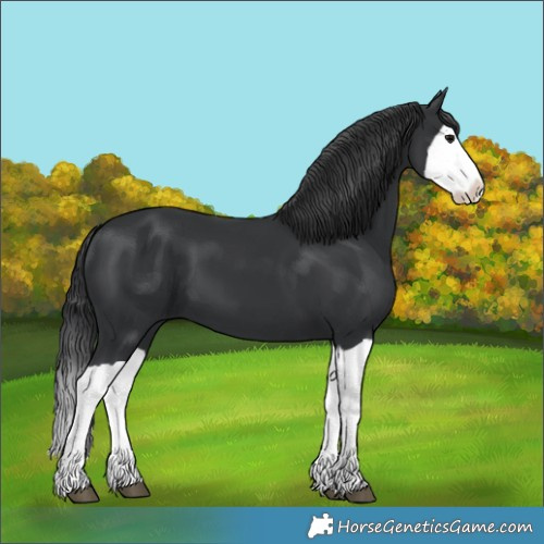 Horse Color:Black Splash