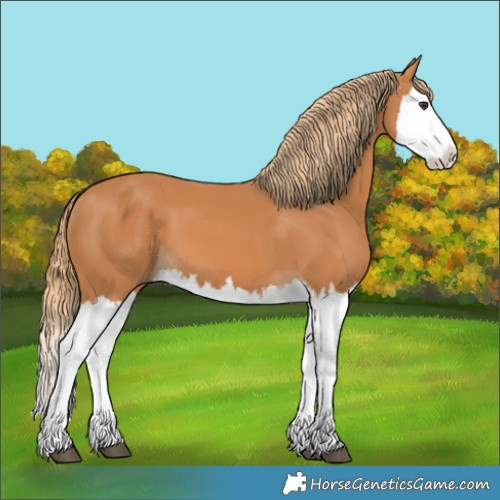 Horse Color:Chestnut Splash