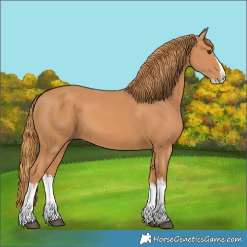Horse Color:Chestnut Splash 