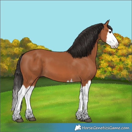 Horse Color:Bay Splash