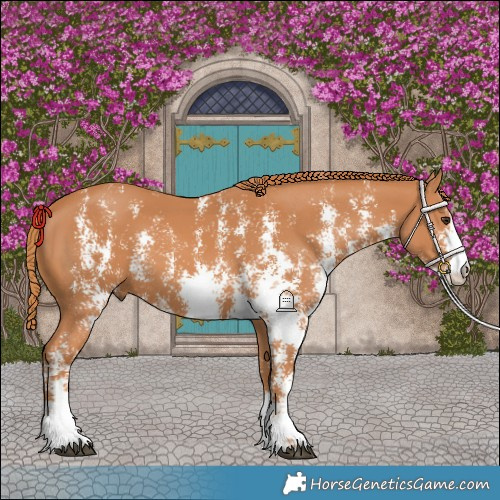 Horse Color:Chestnut Sabino 