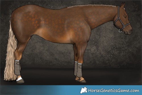Horse Color:Chocolate Palomino