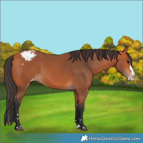 Horse Color:Bay Splash Varnish 