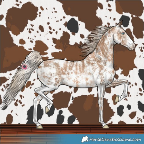 Horse Color:Chocolate Palomino Pearl Sabino Varnish Rabicano and Gray Chocolate Palomino Pearl Sabino Varnish Rabicano