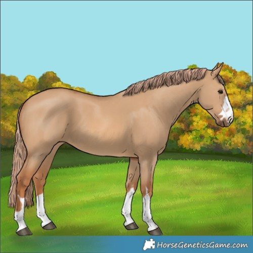 Horse Color:Red Dun 