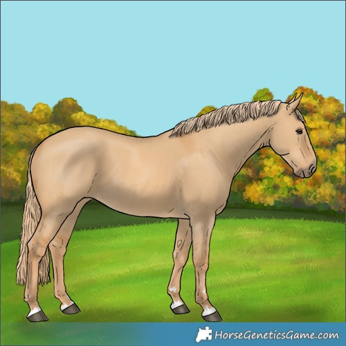 Horse Color:Red Dun