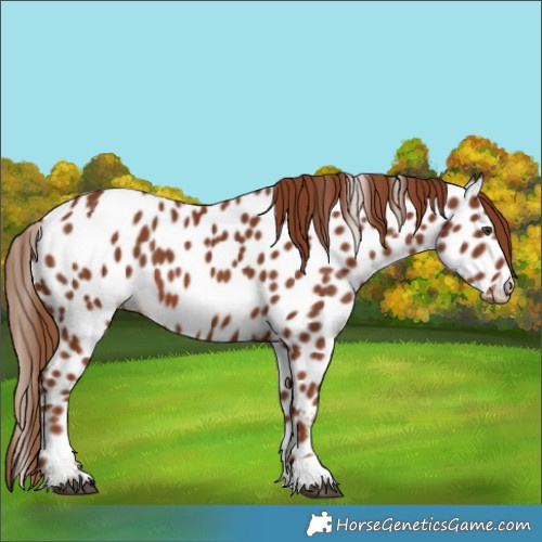 Horse Color:Chestnut Near Leopard 