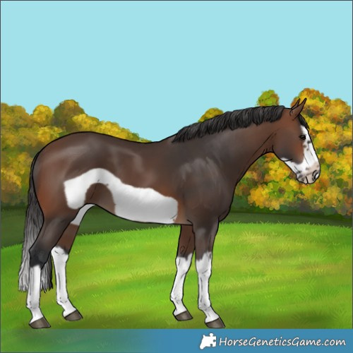 Horse Color:Brown Splash Frame 