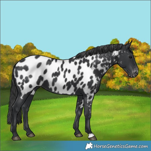 Horse Color:Black Near Leopard 