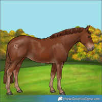 Horse Color:Chestnut 