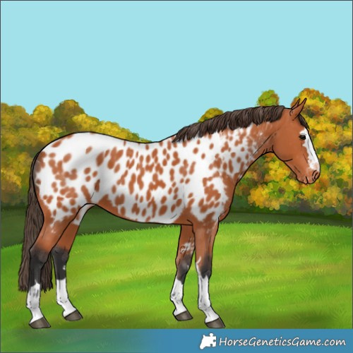 Horse Color:Bay Appaloosa 