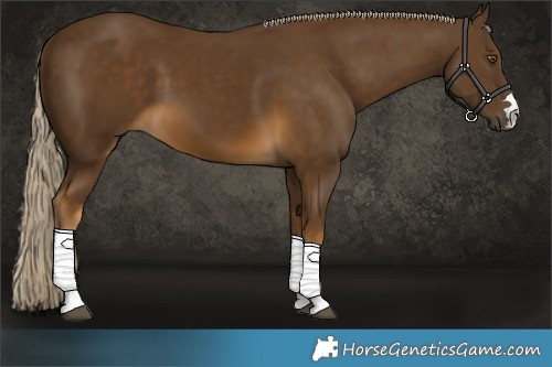 Horse Color:Chocolate Palomino