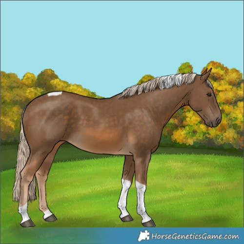 Horse Color:Chocolate Palomino Tobiano