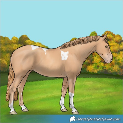 Horse Color:Gold Champagne Tobiano 