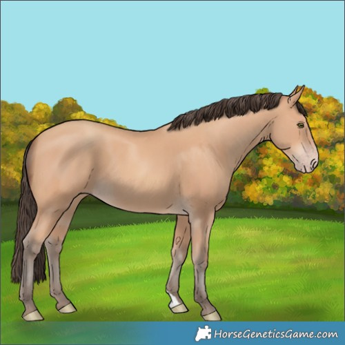 Horse Color:Amber Champagne