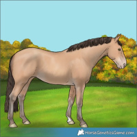 Horse Color:Amber Champagne 