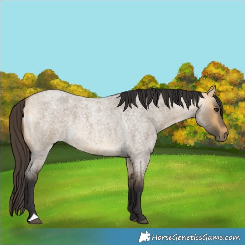 Horse Color:Buckskin Roan Dun 