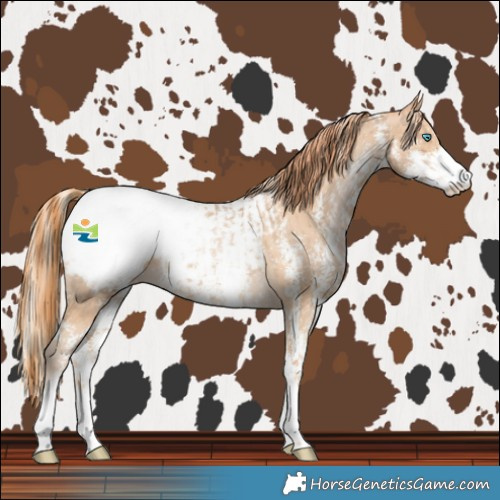 Horse Color:Chocolate Palomino Pearl Sabino Snowcap Rabicano  and Buckskin Pearl Sabino Snowcap Rabicano 